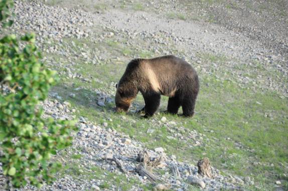Mamãe-urso se alimenta de berries na região de Many Glacier, no Glacier Nacional Park, em Montana, nos Estados Unidos